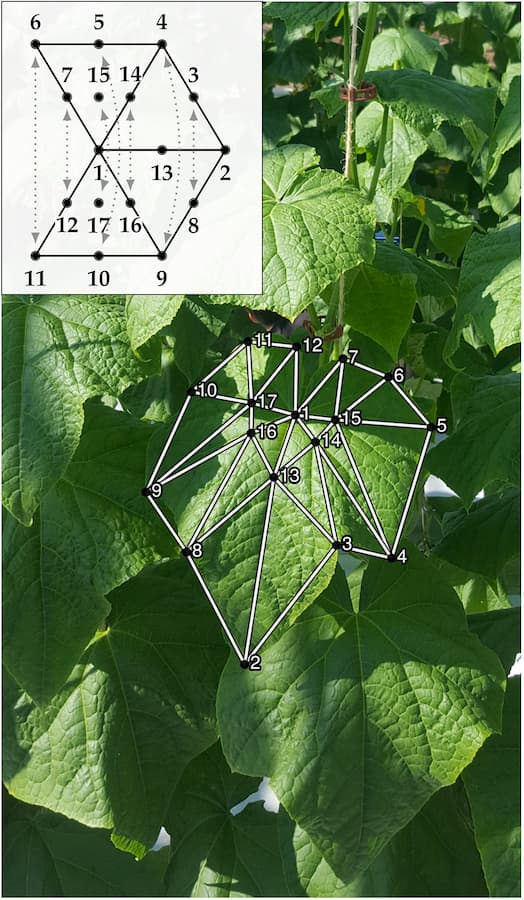 Modélisation de la variation tridimensionnelle de la forme des feuilles