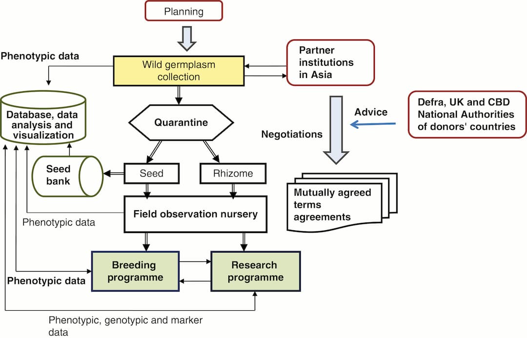 Recolección de germoplasma silvestre de Miscanthus y socios de investigación en Asia