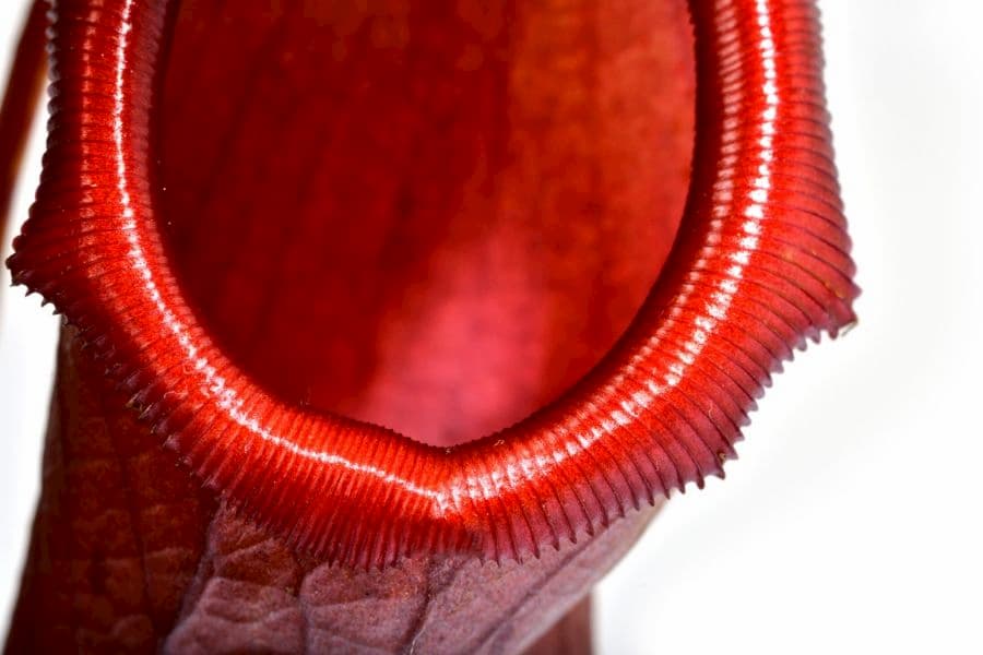 La lumière UV peut guider les mouches vers une plante totalement vorace