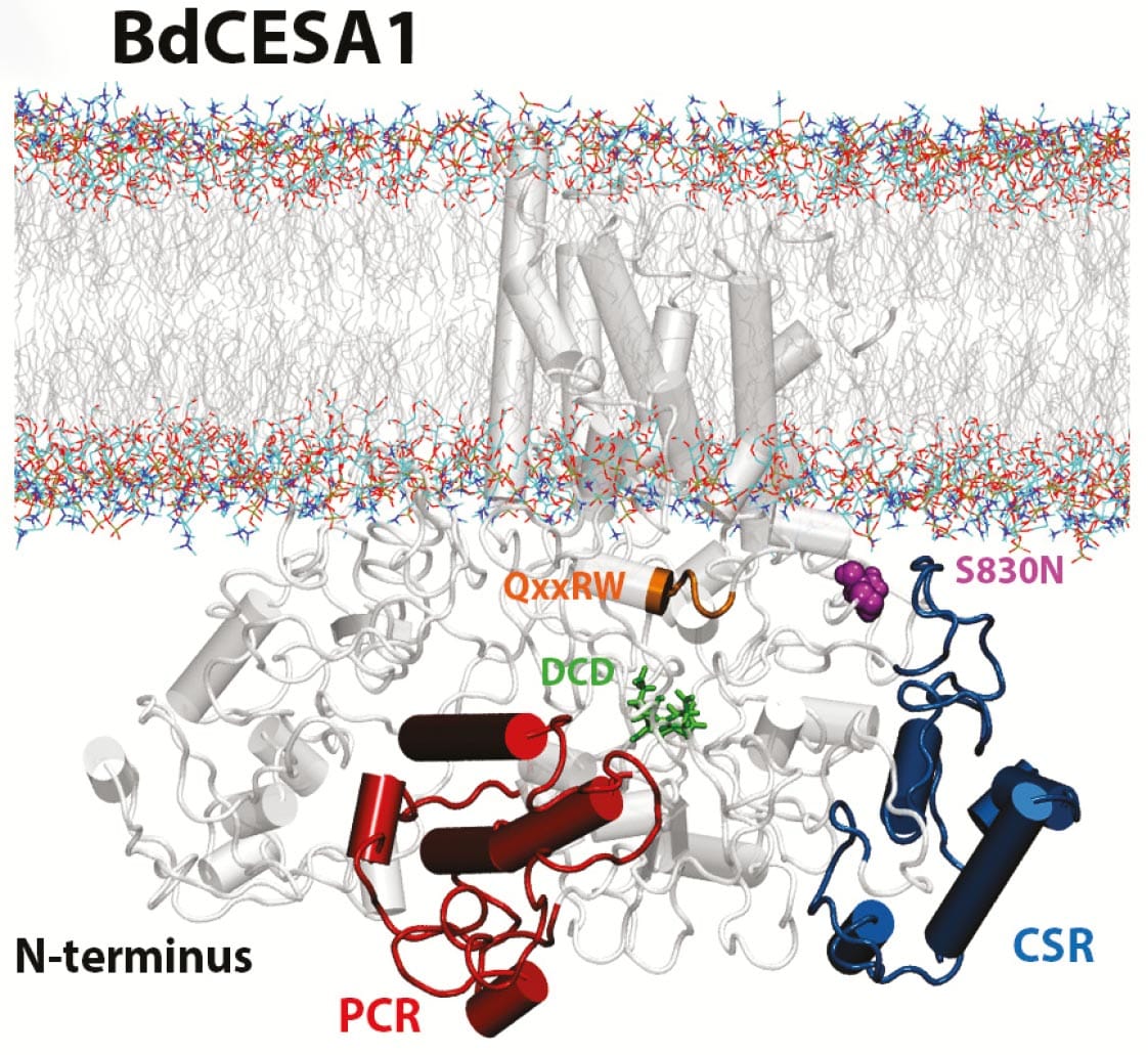 La flexibilité biochimique et physiologique accompagne la réduction de la biosynthèse de la cellulose chez l'herbe modèle Brachypodium distachyon