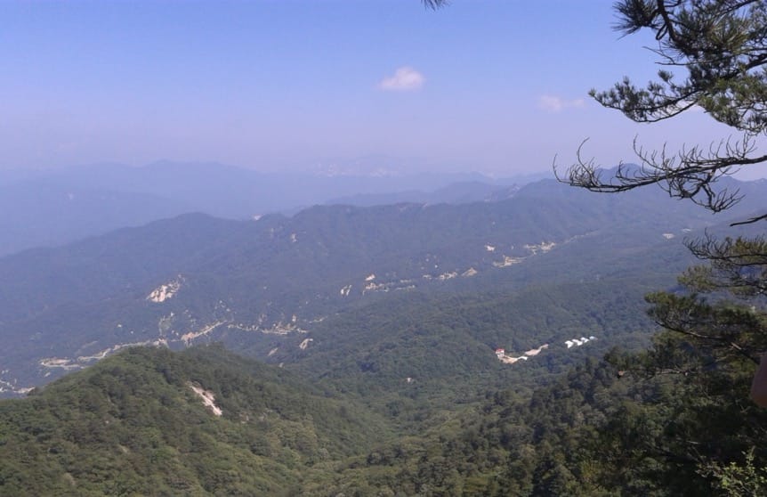 Les effets contrastés de la sécheresse induite par le changement climatique sur trois espèces d'arbres tempérées