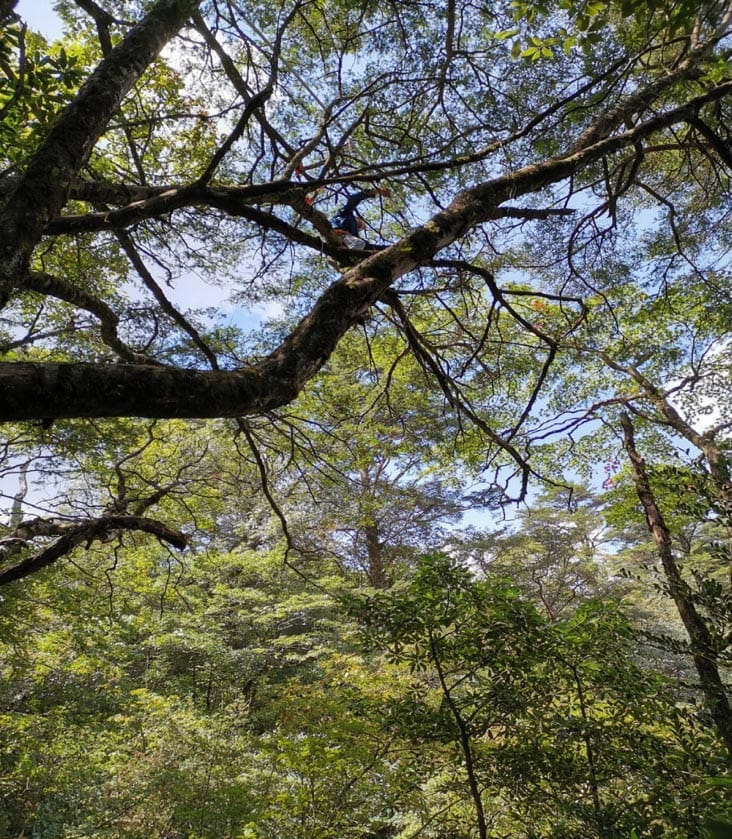 Las tasas de crecimiento del tallo y de la hoja definen el equilibrio entre el tamaño de la hoja y el número