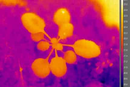 Arabidopsis bajo luz IR.