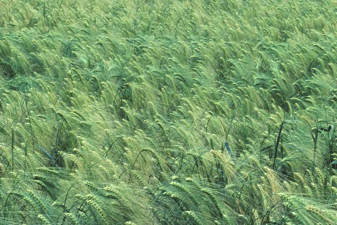 Aquaporinas y barreras apoplásticas en cebada con nutrientes limitados