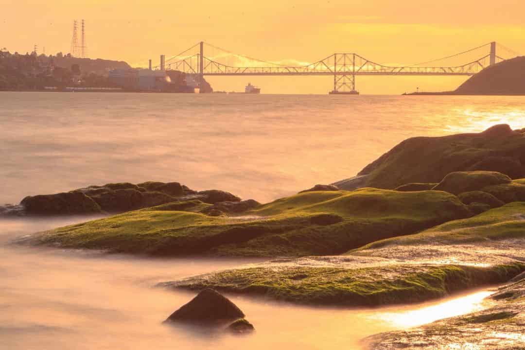 Les hybrides peuvent réussir là où les espèces envahissantes échouent à mesure que le niveau de la mer monte