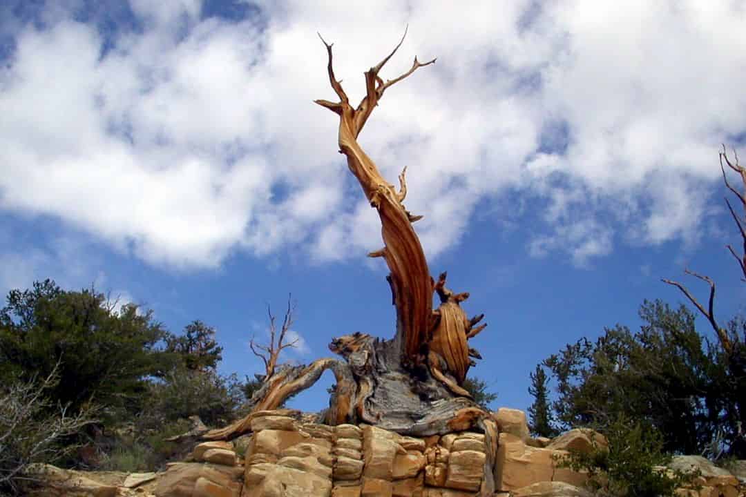 Plant Records: el (muy, muy, muy) viejo pino