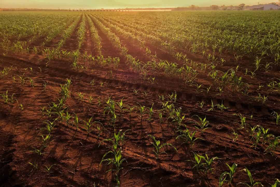 De reglas estables a formas complejas en el modelado de plantas