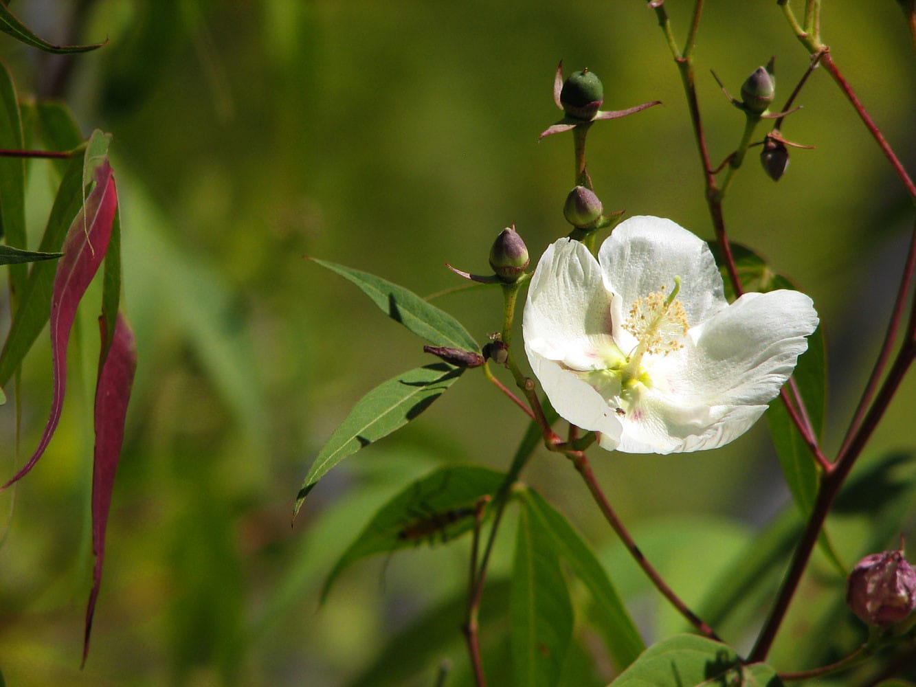 Genes de tolerancia al estrés por frío de la especie de algodón silvestre Gossypium thurberi