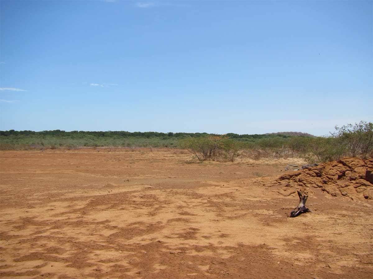 Respuestas de plántulas a la salinidad de 26 especies de árboles neotropicales