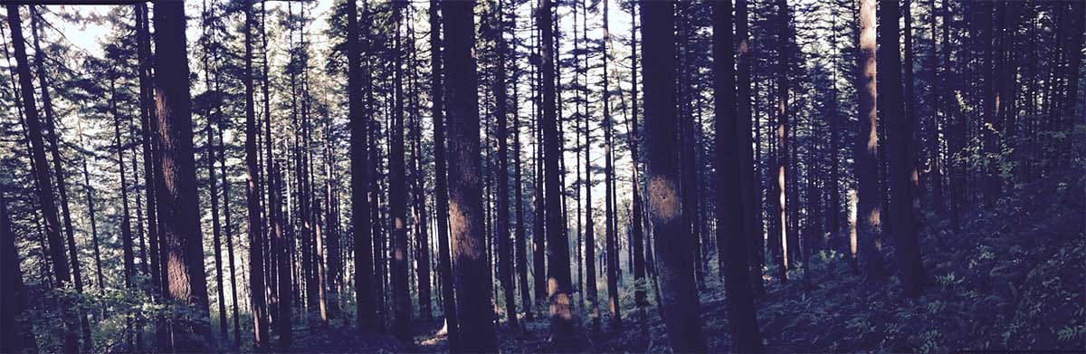 La aclimatación térmica de la respiración de las plantas es específica del tipo de tejido.