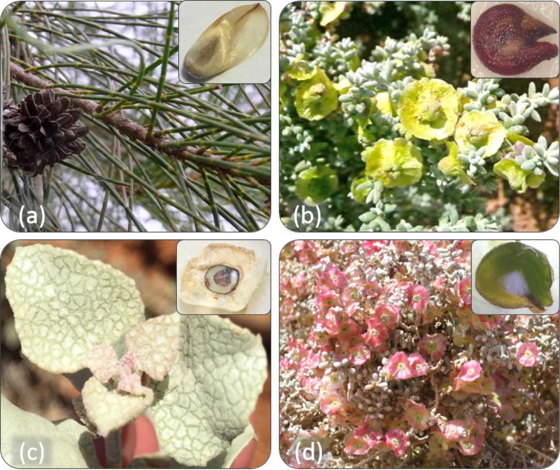 Preneurs de risques et éviteurs de risques : sensibilité de la germination au stress hydrique en zone aride aux précipitations imprévisibles