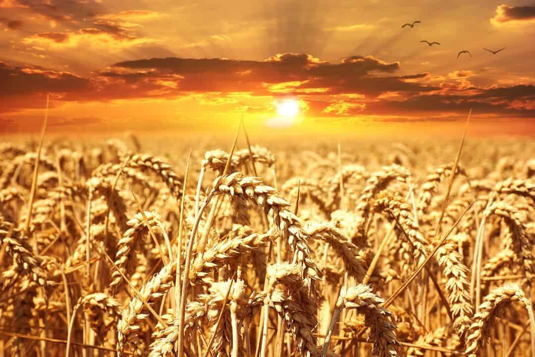 Impacto de los suelos sódicos en la longitud del coleoptilo y el ángulo de la raíz del trigo