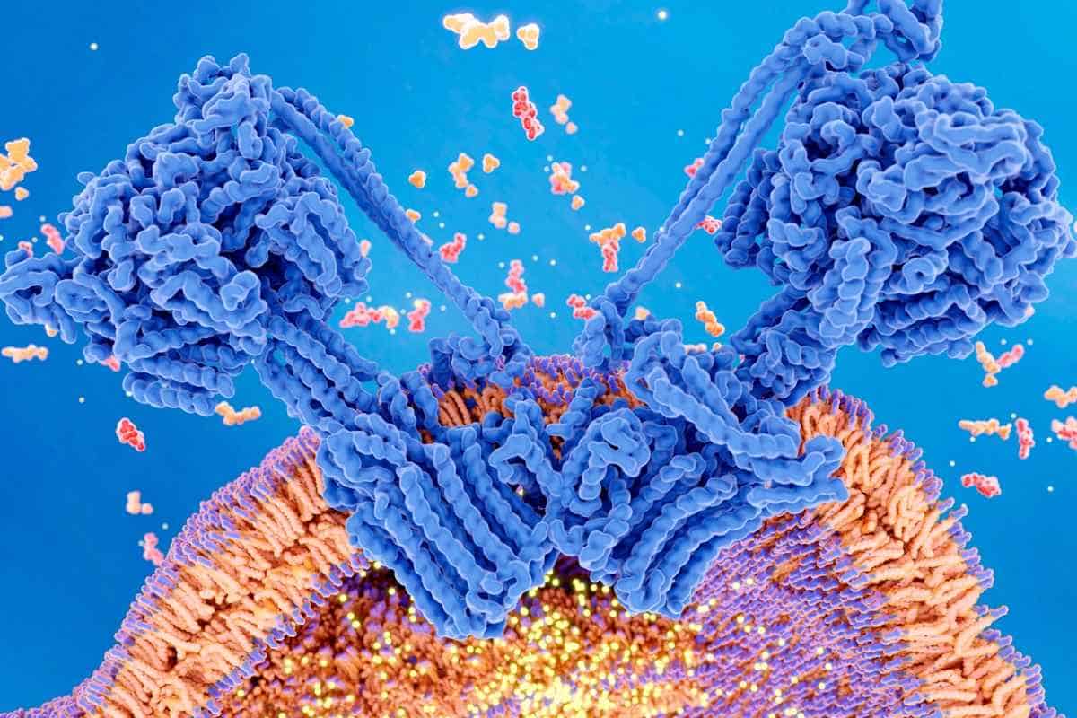 Los científicos encuentran un receptor crítico que permite que las células vegetales transmitan señales de estrés