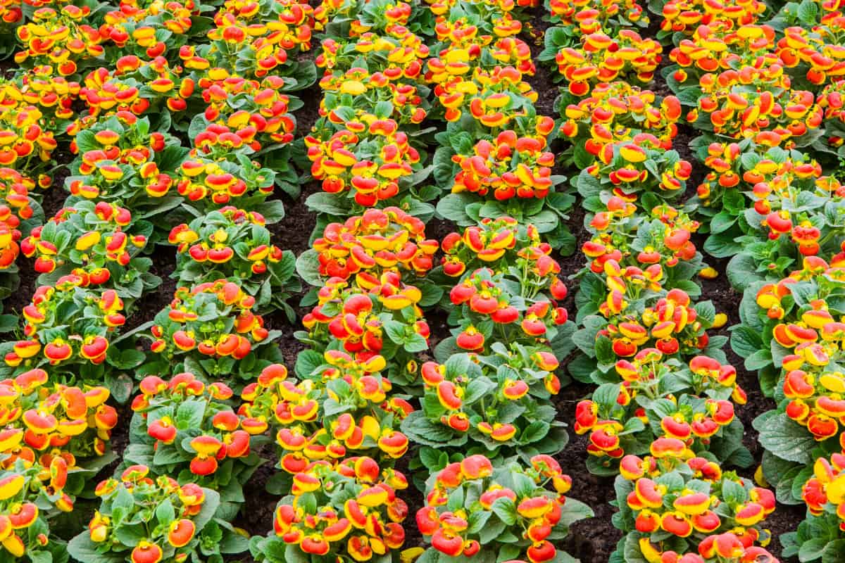 Incluso para los especialistas, la morfología floral está influenciada tanto por los polinizadores como por el clima.