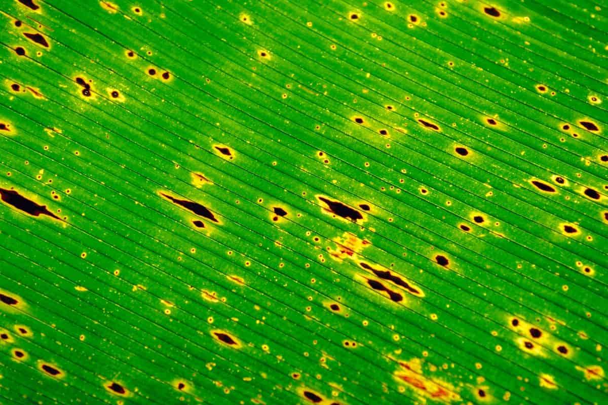 ¿Cómo perciben las plantas el daño a sí mismas?