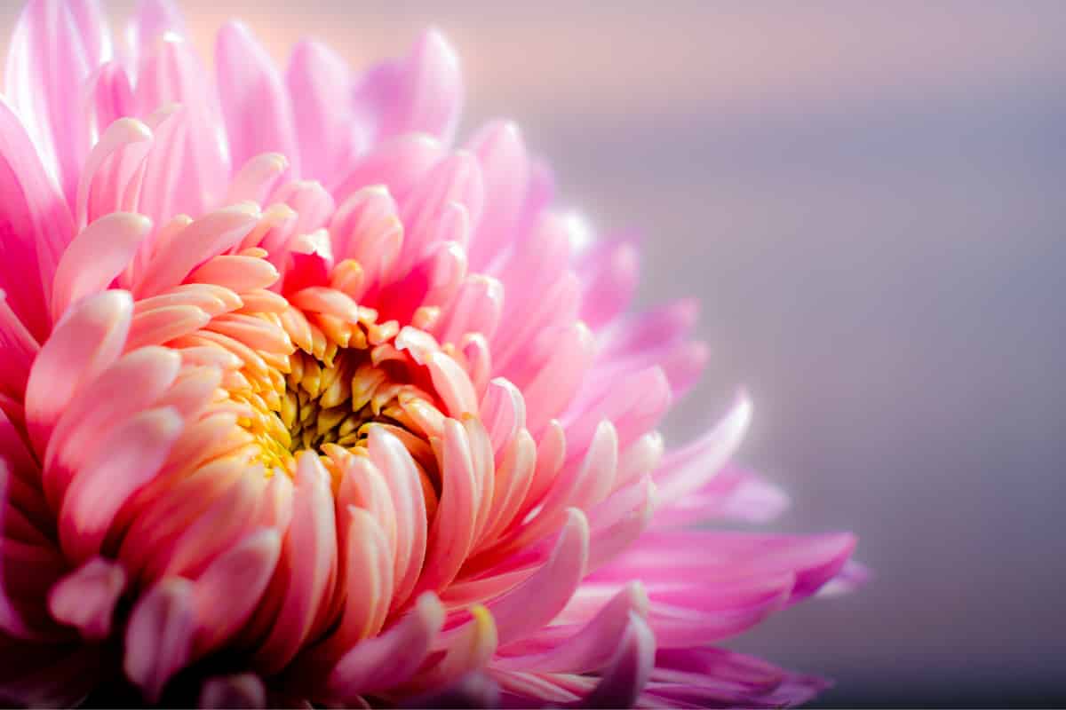 Les plantes peuvent préparer les sols pour protéger les autres plantes contre les ravageurs