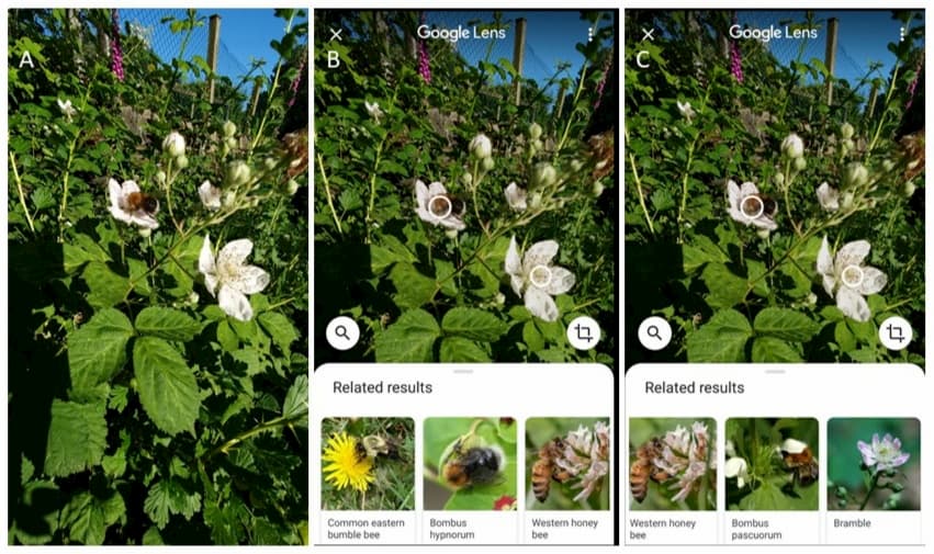 La cécité des plantes dans les applications d'identification des smartphones - transmettons-nous nos préjugés à nos applications utiles&nbsp;?