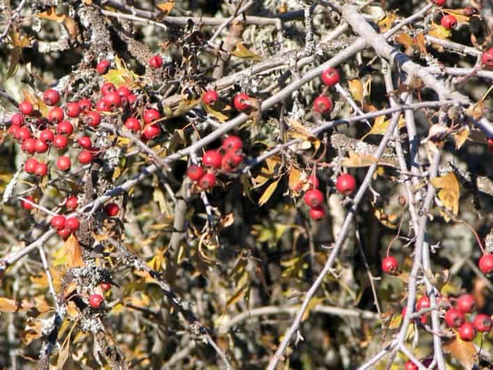Los impulsores de la variación intraespecífica en la dispersión de semillas son diversos y generalizados
