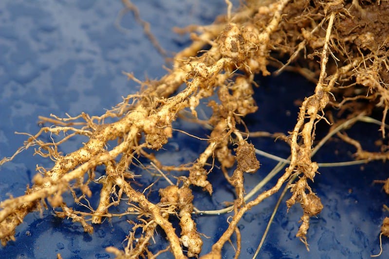 Control de la infección del nematodo agallador por rizobacterias en plantas de tomate