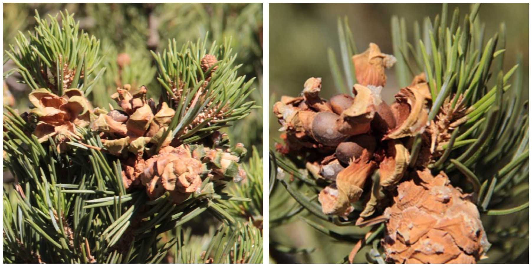 Pommes de pin sur les arbres étudiés