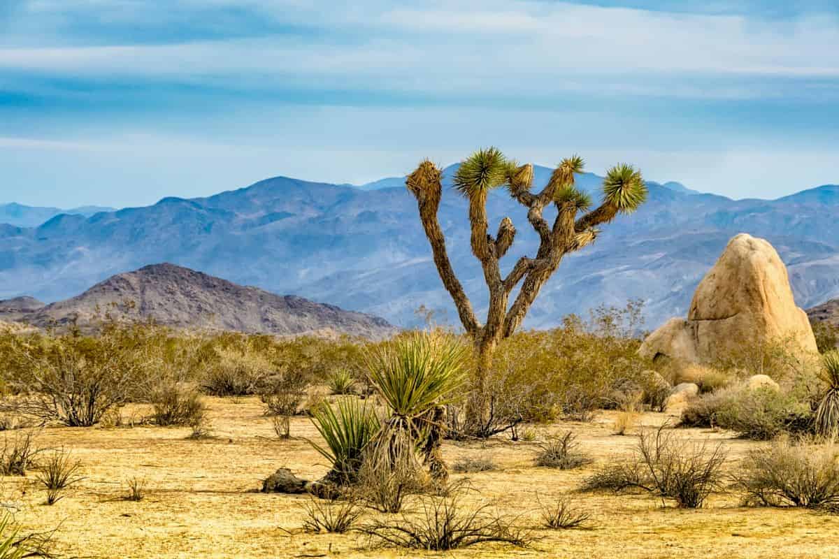 La migración de especies de plantas no compensará las pérdidas de diversidad en un mundo que se calienta