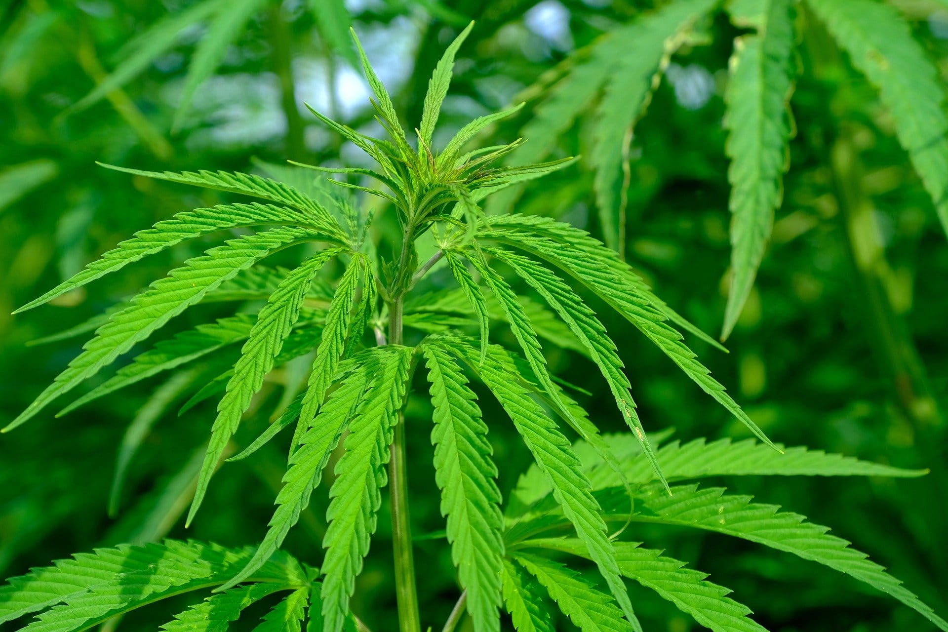 Le nombre de copies de gènes est associé à la phytochimie chez Cannabis sativa