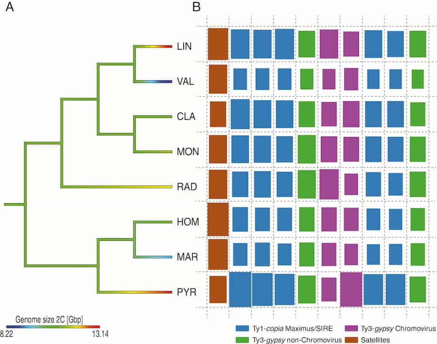 L'ADN répétitif n'est pas à l'origine de la variation de la taille du génome chez Anacyclus