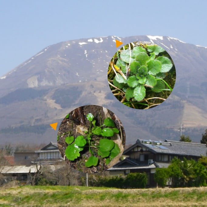 Arabidopsis halleri: un sistema modelo para estudiar la diferenciación de poblaciones y la adaptación local
