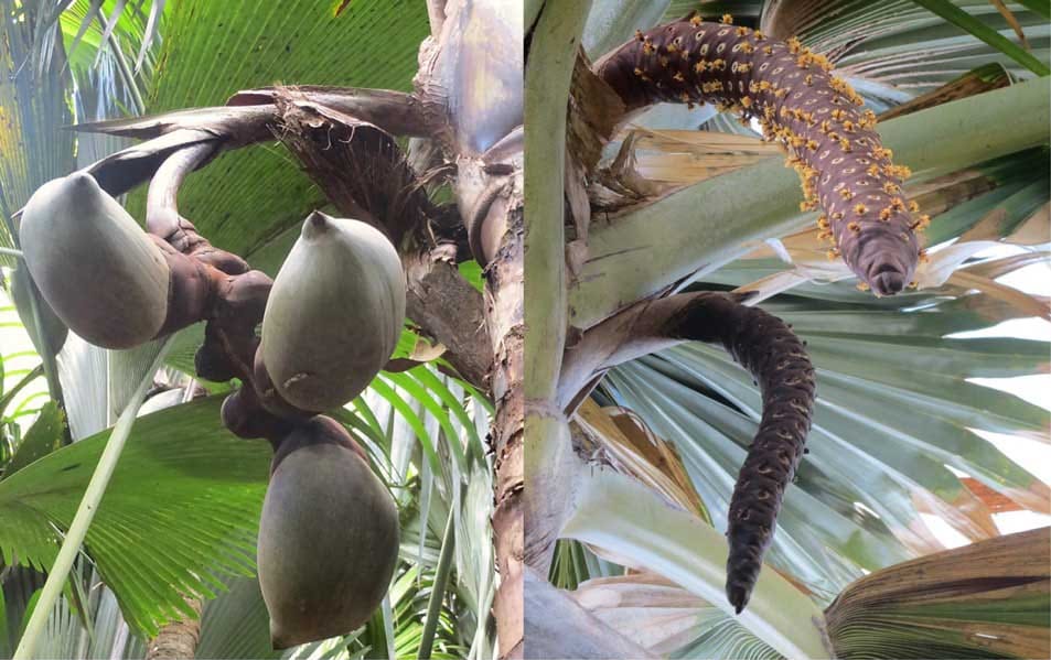 Les mâles et les femelles sont-ils produits en proportions égales dans le coco de mer sexuellement cryptique ?