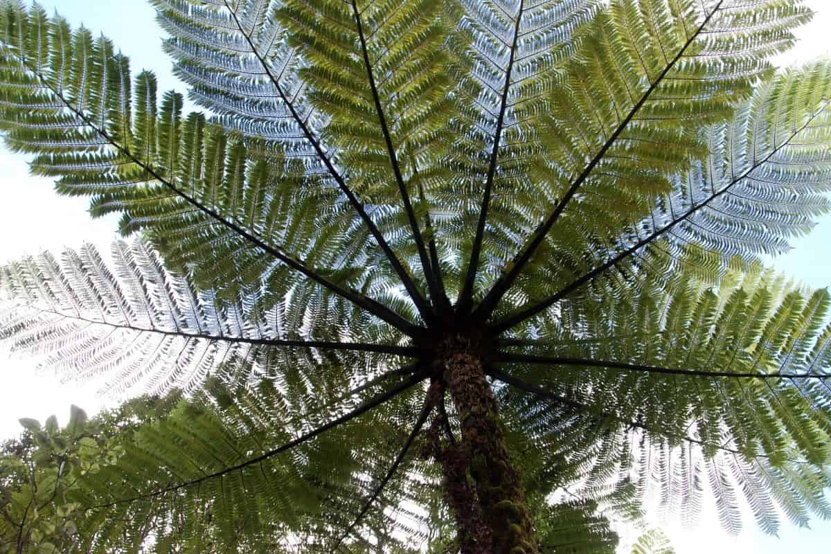 Scaly Tree Ferns Have Slow and Steady Diversification