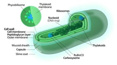 Cyanobacteria: Good week, or bad week..? Part I