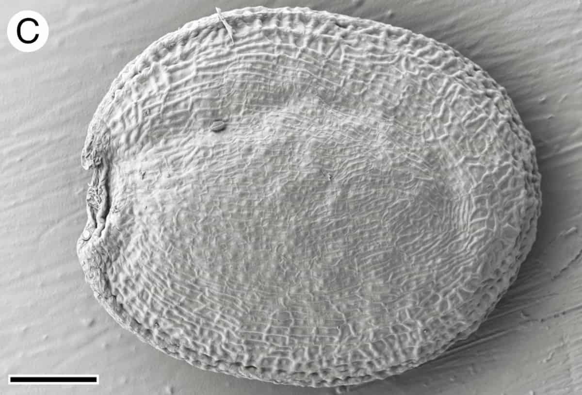 Una vista de cerca de la chaqueta de vuelo de Cardmine hirsuta