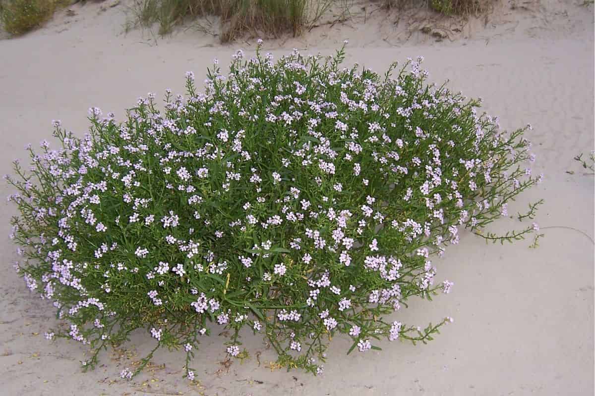 ¿Cómo ayudan los híbridos de plantas a las invasiones?