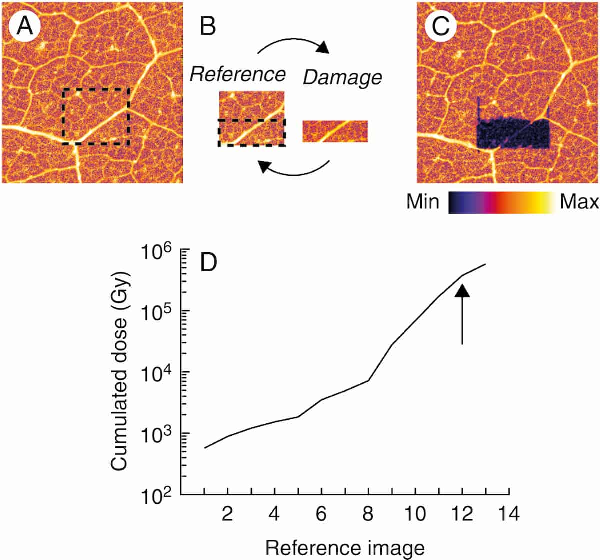 Limites de dose de rayons X pour la microscopie inférieures à ce que nous pensions