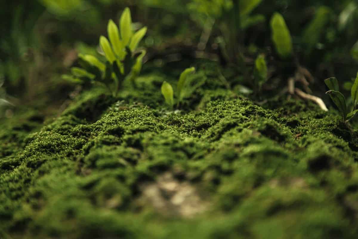Rompecabezas en Moss Genome Evolution