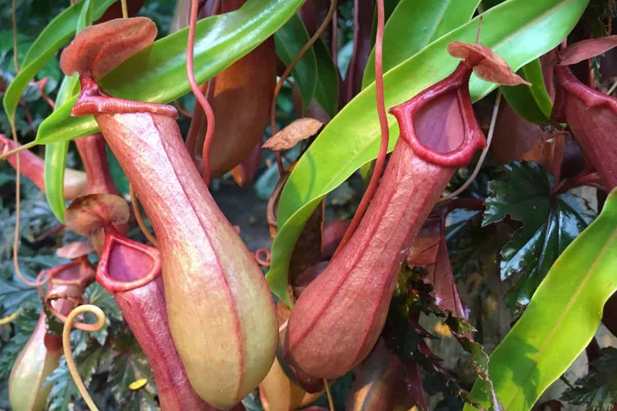 Népenthes sarracénies