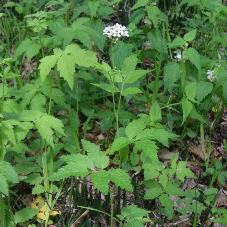 Utilisation d'analyses génétiques pour comprendre la structure de la population et l'attribution des gènes d'une herbe clonale du tapis forestier