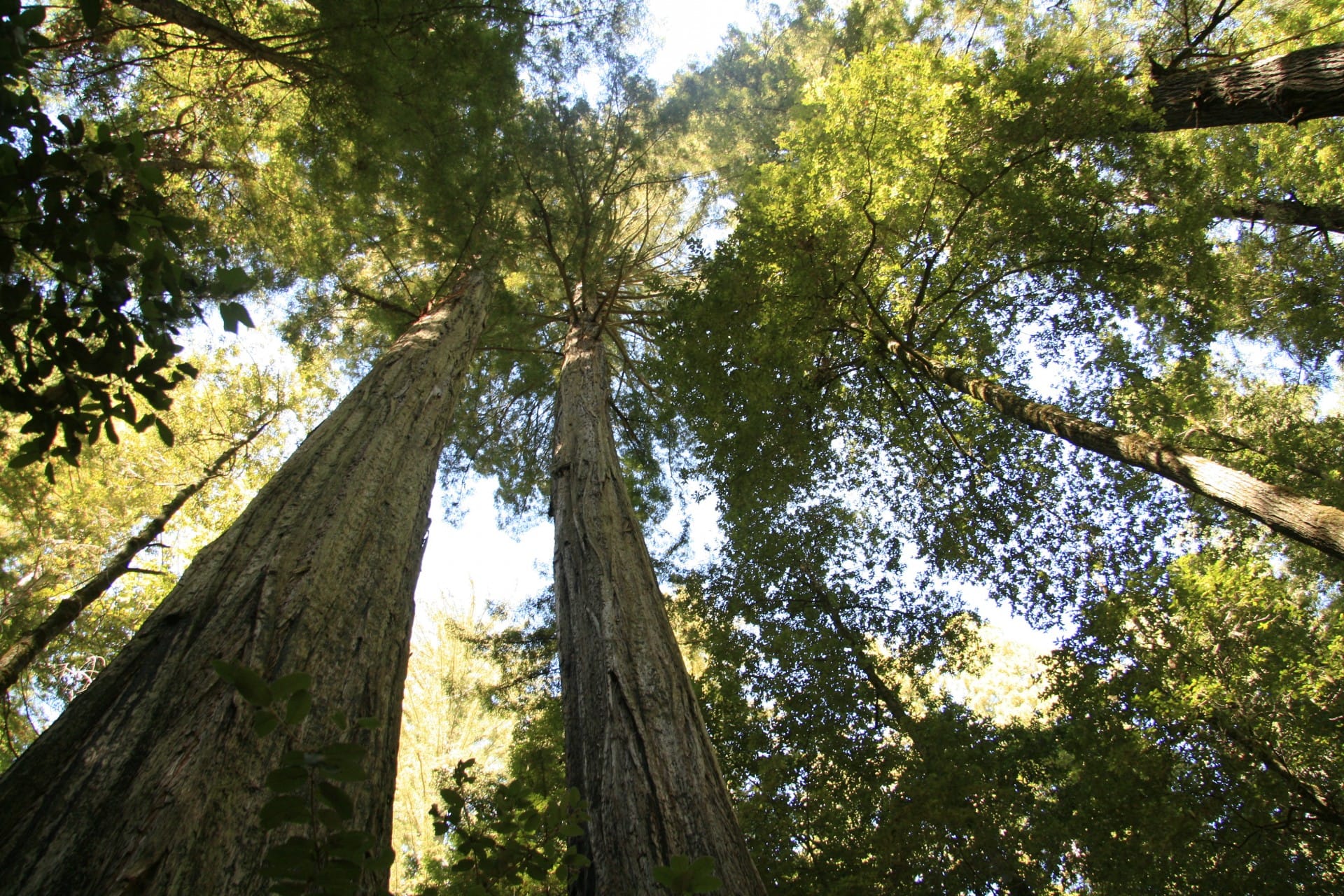 Simuler les effets de l'adaptation locale et du cycle biologique sur la capacité des plantes à suivre les changements climatiques