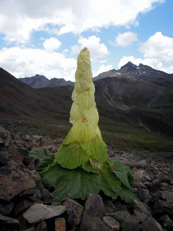 Un grignotage excessif peut interférer avec la reproduction de la rhubarbe noble
