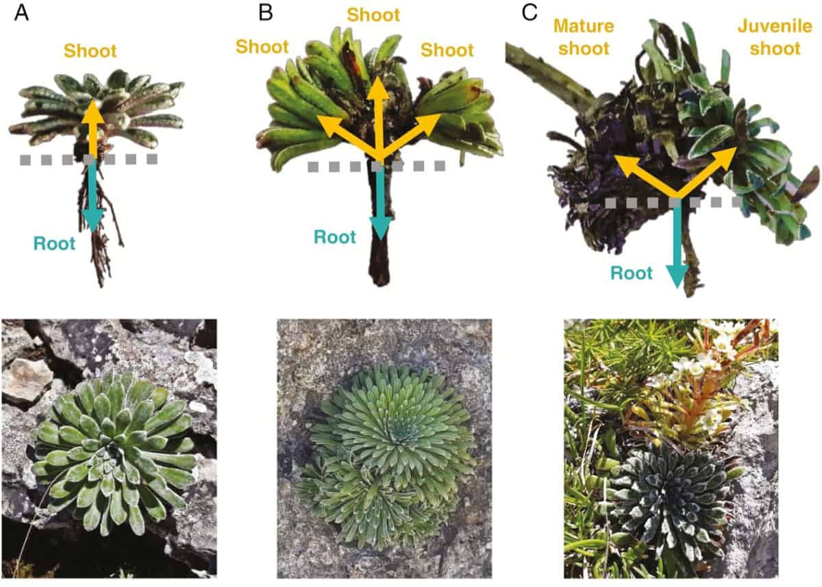 La saxifrage ibérique évite la faucheuse pour prolonger sa durée de vie