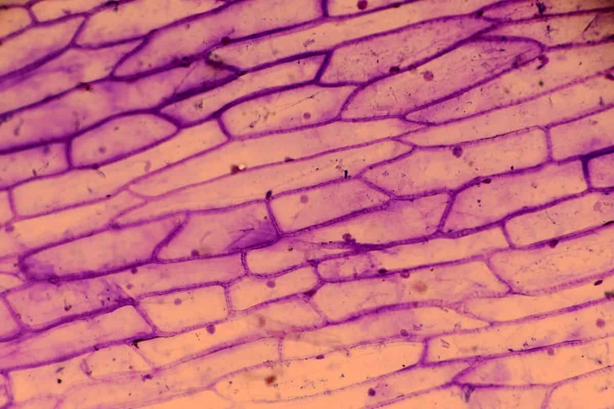 Las plantas tienen dos formas de dar instrucciones a los constructores de la pared celular.
