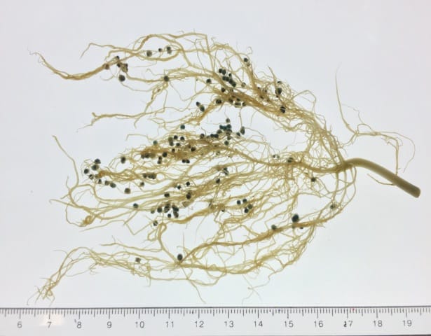 ¿Un elitismo aceptable? Obtener lo mejor de las bacterias fijadoras de nitrógeno