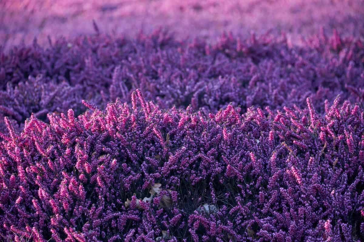 La bruyère aura-t-elle de la chance avec l'augmentation des concentrations de dioxyde de carbone&nbsp;?