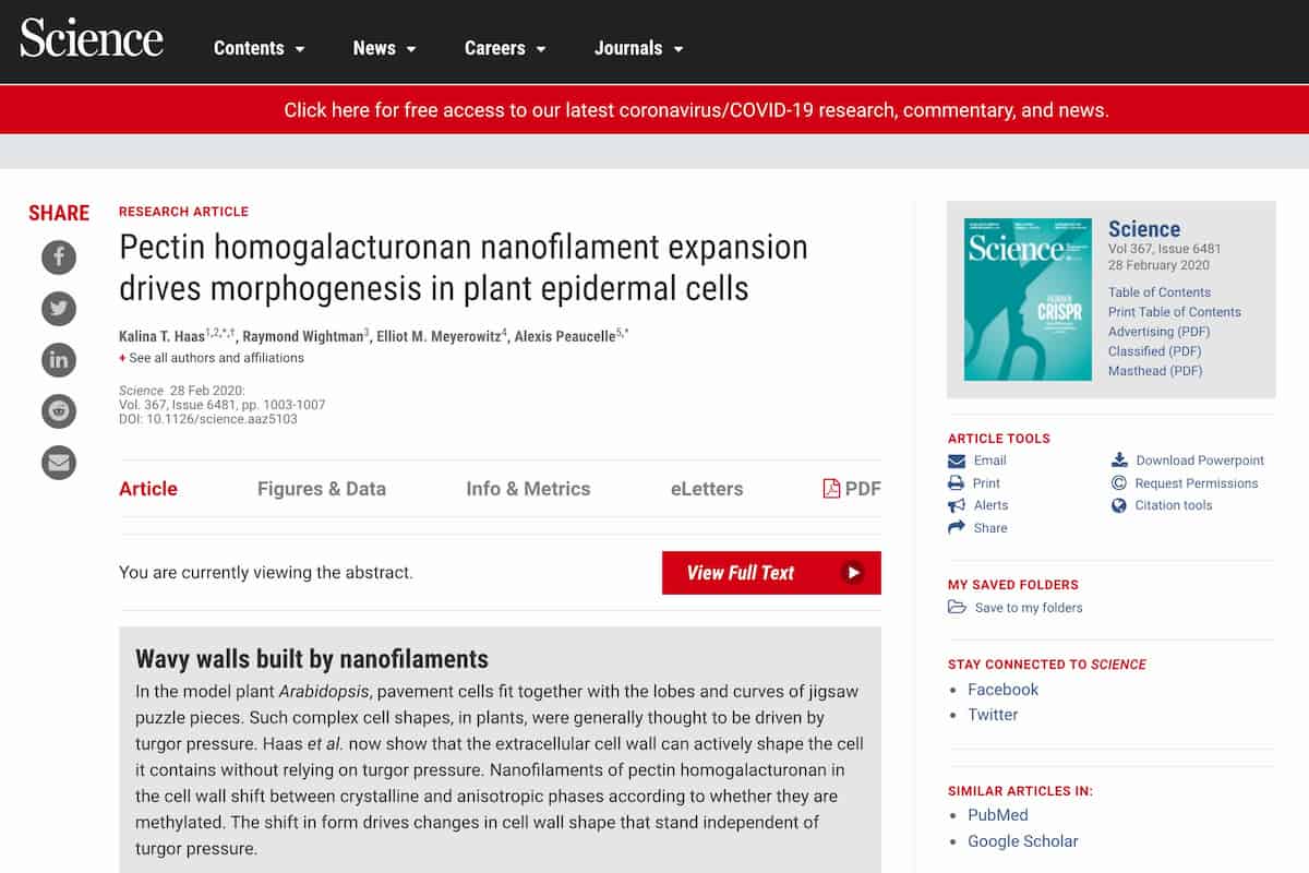 ¿Las plantas usan 'haces en expansión' para construir sus paredes celulares?