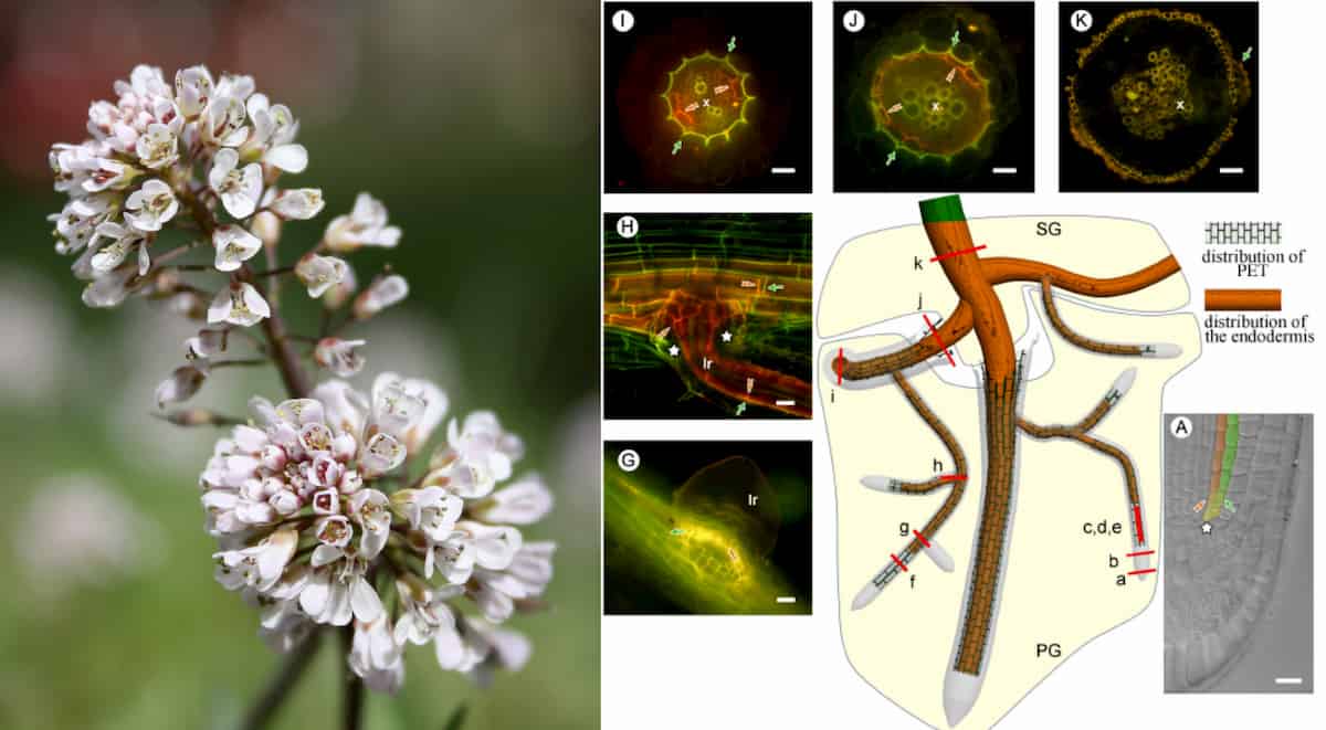 Microscopes et racines&nbsp;: étudier si les épaississements de la paroi cellulaire sont en forme de phi (Φ) ou de "C"