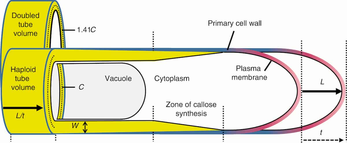 Comment obtenir plus d'ADN dans un tube pollinique ?