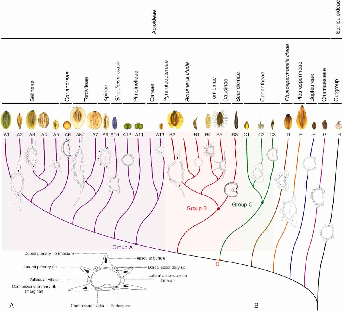Los genes de una sola copia producen una filogenia más clara de las Apioideae