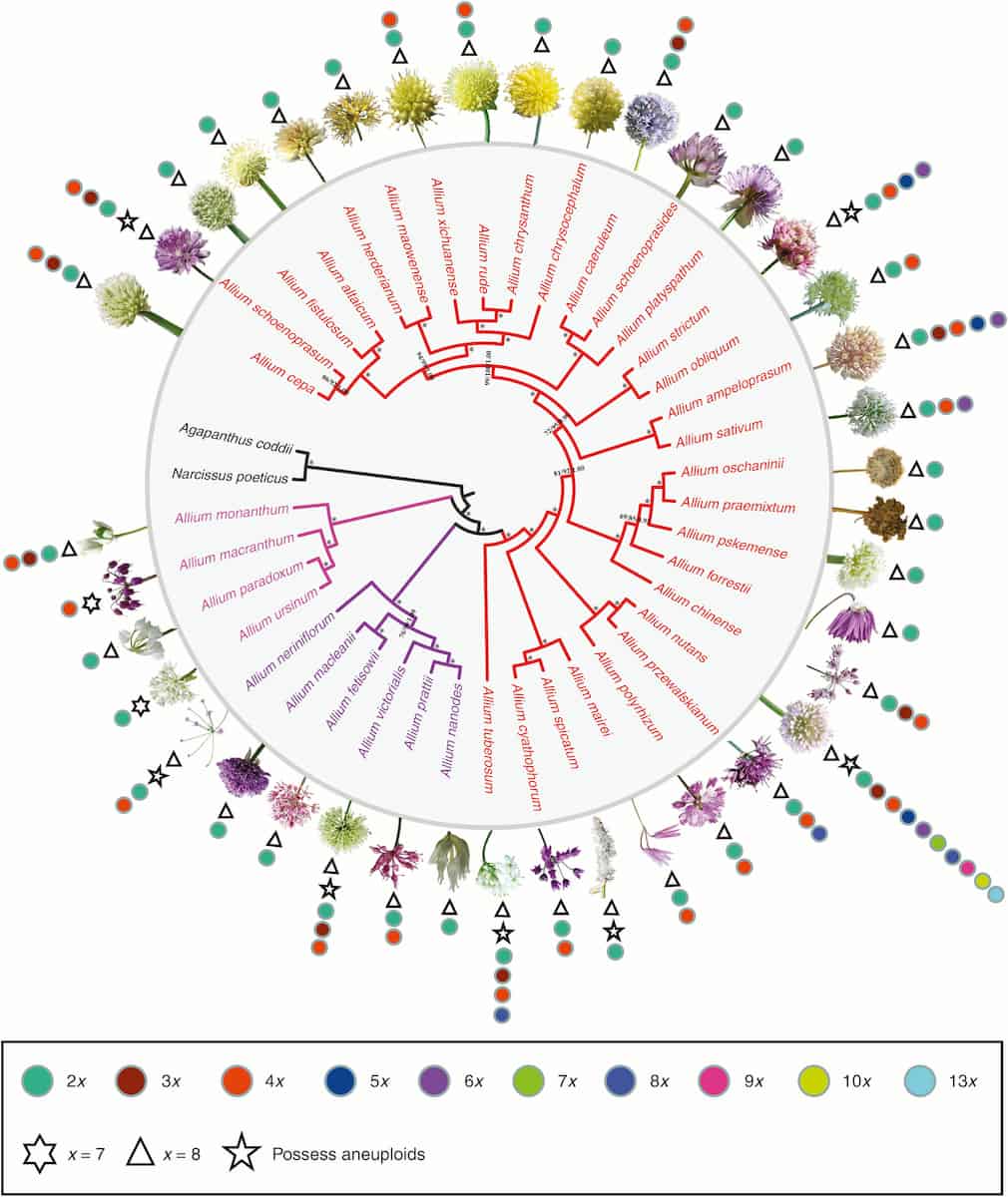 Filogenia, edad y evolución adaptativa del género Allium