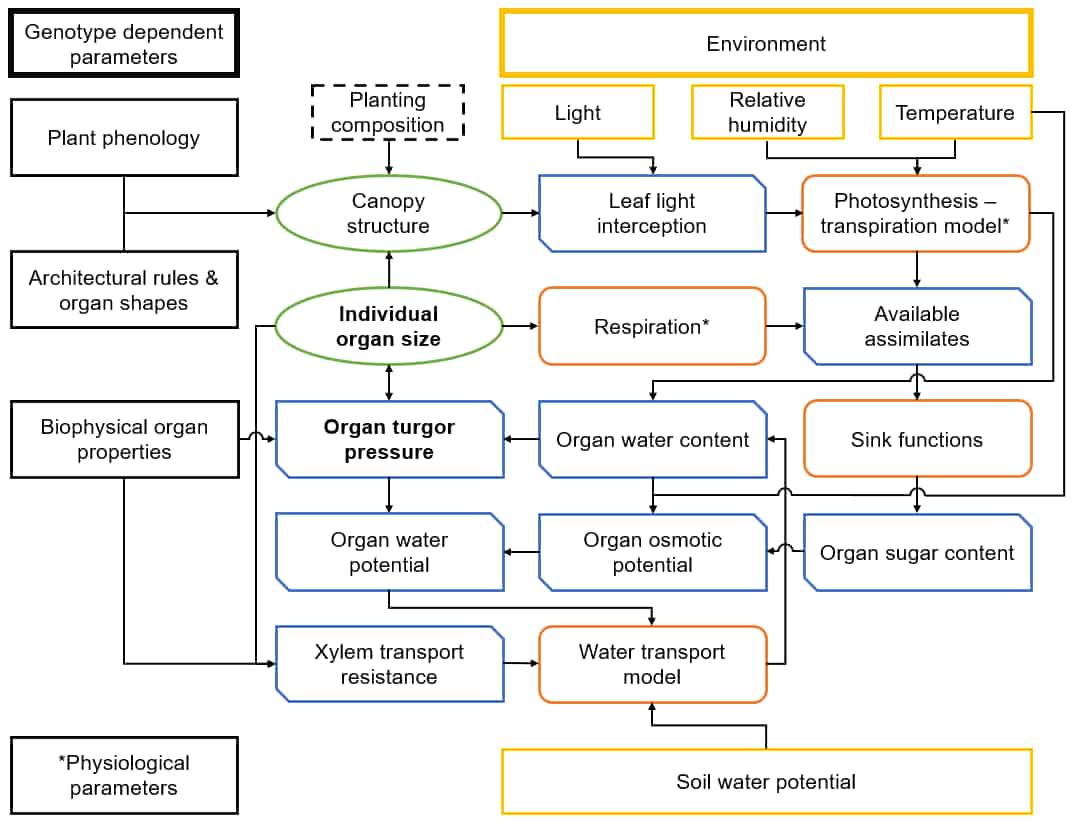 Crecimiento vegetal impulsado por la turgencia dentro de un modelo de planta funcional-estructural de soja