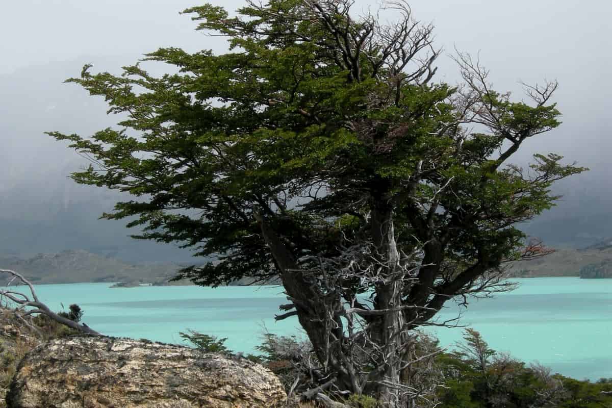 Las plantas pueden cambiar la anatomía de su xilema para mantener la conductividad